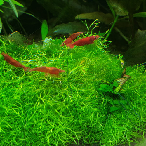 Crevettes red cherry