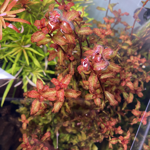 Ludwigia senegalensis