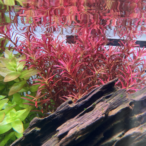 Rotala blood red