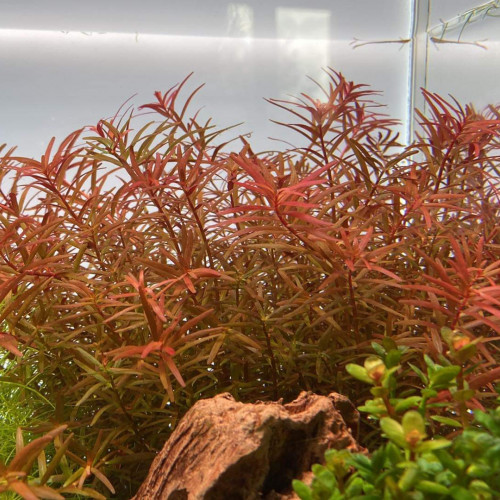 Rotala h’ra