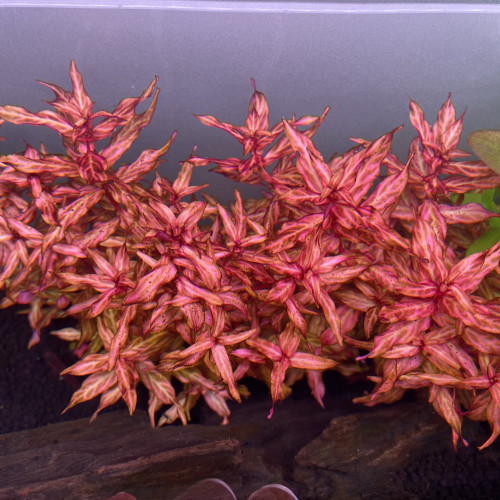 Rotala macrandra "Variegated"