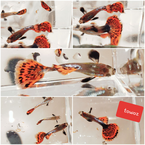 Guppy Dumbo Ear Red Mosaique  (couple 1M + 1F)