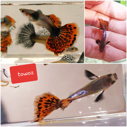 Guppy Dumbo Ear Red Mosaique  (couple 1M + 1F)