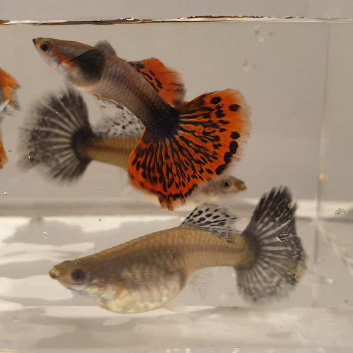 Guppy Dumbo Ear Red Mosaique  (couple 1M + 1F)