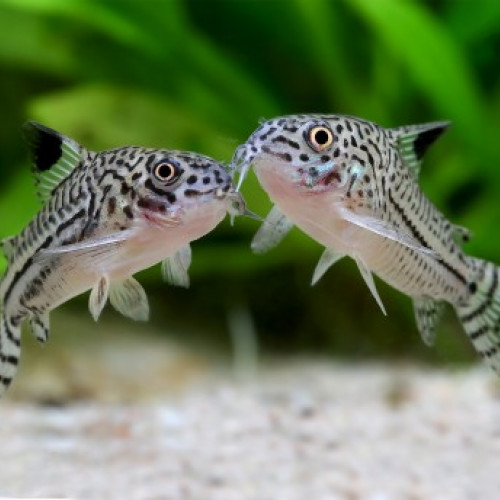 Recherche corydoras trilineatus  adulte/ Ramirezi male adulte