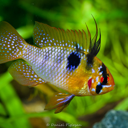 Recherche corydoras trilineatus  adulte/ Ramirezi male adulte