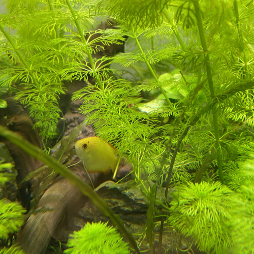 Gourami miel trichogaster chuna (duo)