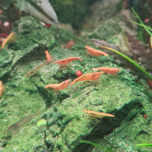 Neocaridina yellow neon déclassées