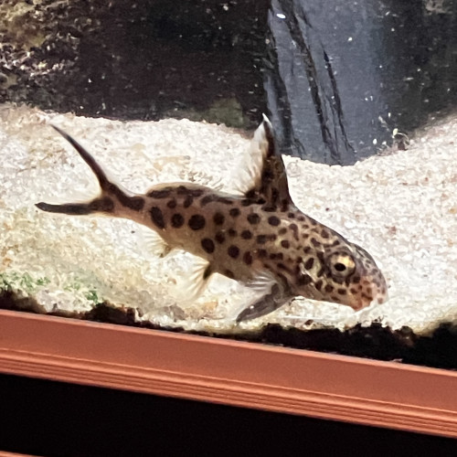 Synondontis multipunctatus 10-12 cms