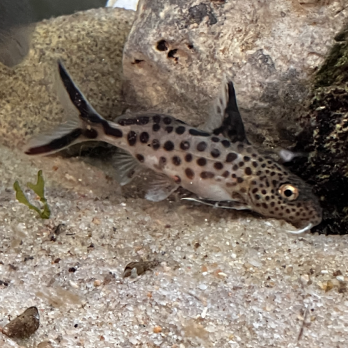 Synondontis multipunctatus 10-12 cms