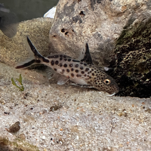 Synondontis multipunctatus 10-12 cms