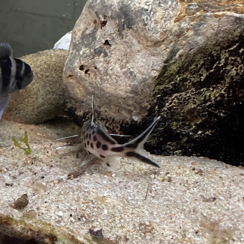 Synondontis multipunctatus 10-12 cms