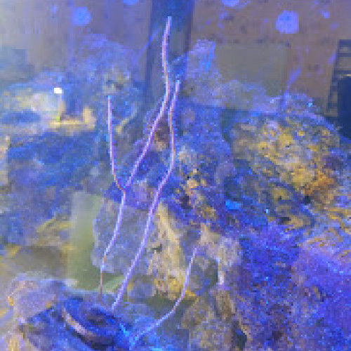 Aquarium eau de mer 60 L complet