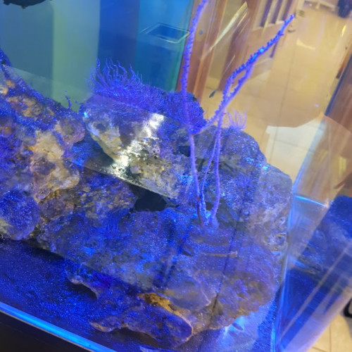 Aquarium eau de mer 60 L complet