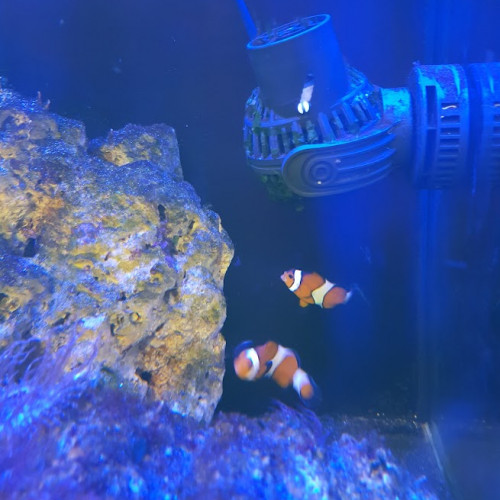 Aquarium eau de mer 60 L complet