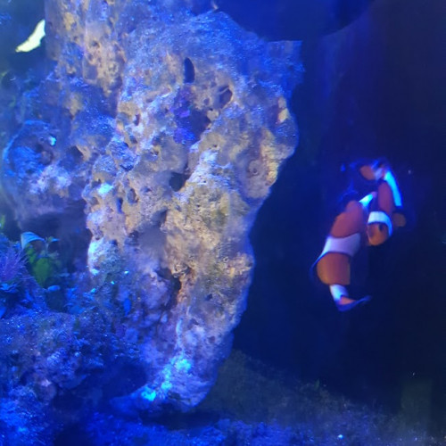 Aquarium eau de mer 60 L complet