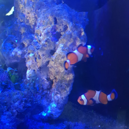 Aquarium eau de mer 60 L complet