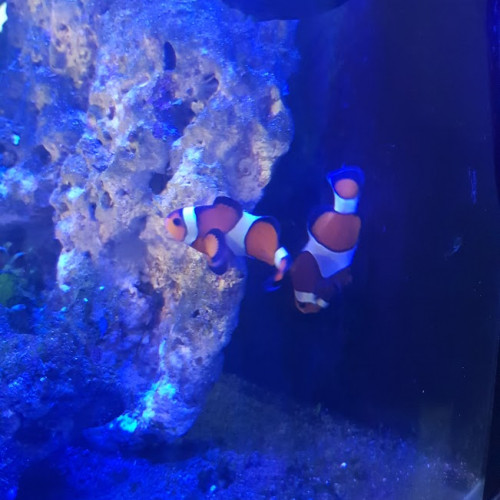 Aquarium eau de mer 60 L complet