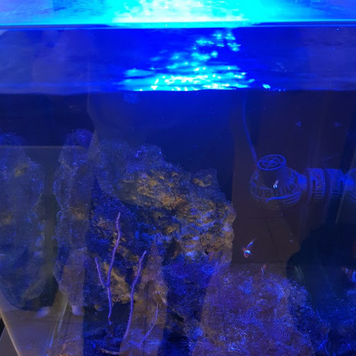 Aquarium eau de mer 60 L complet