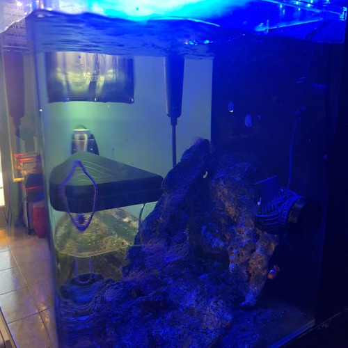 Aquarium eau de mer 60 L complet