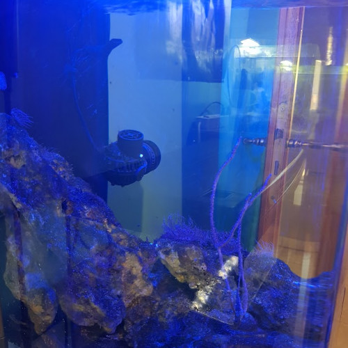 Aquarium eau de mer 60 L complet