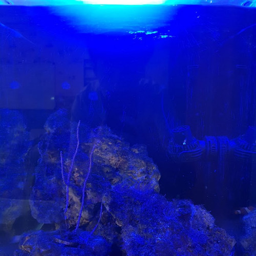 Aquarium eau de mer 60 L complet