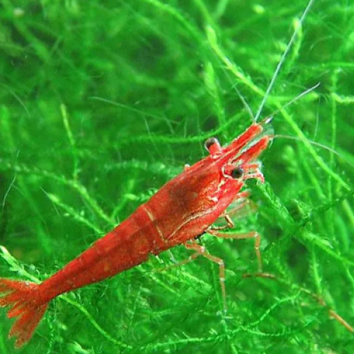 Crevettes Red cherry