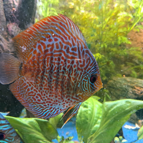 Discus femelle spotted léopard