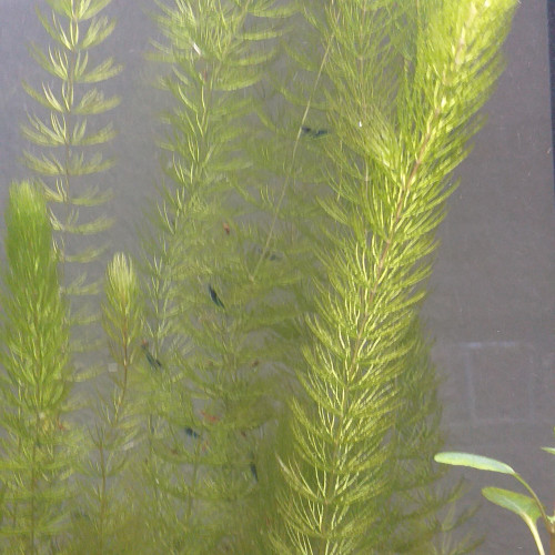 Plante Ceratophyllum demersum.