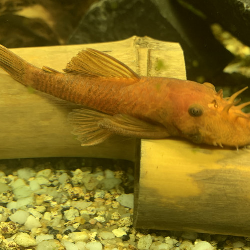 Ancistrus super red