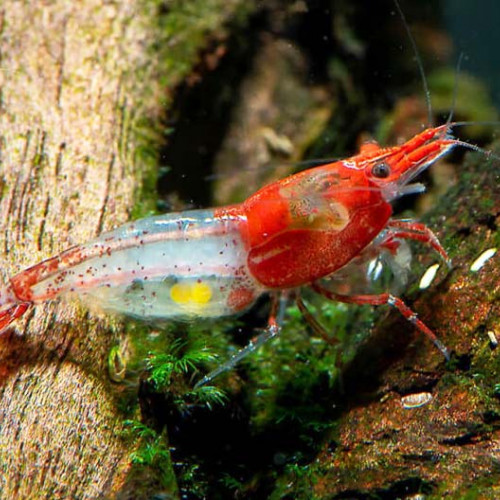 Crevettes Rili Red Kohaku sélectionnées