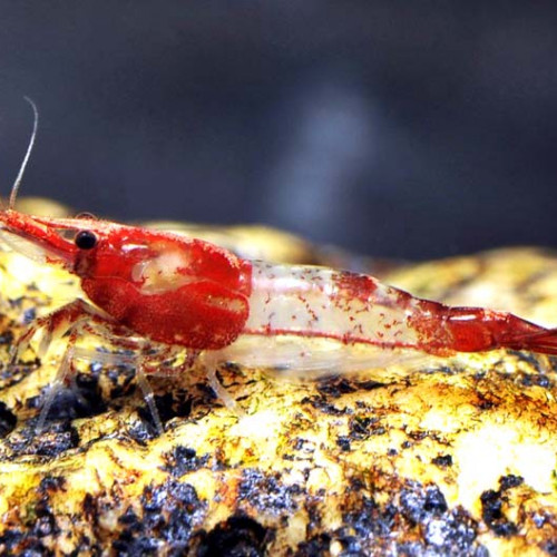 Crevettes Rili Red Kohaku sélectionnées