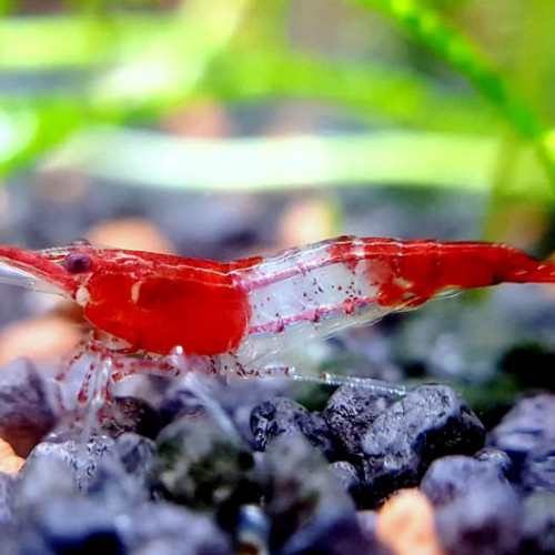 Crevettes Rili Red Kohaku sélectionnées