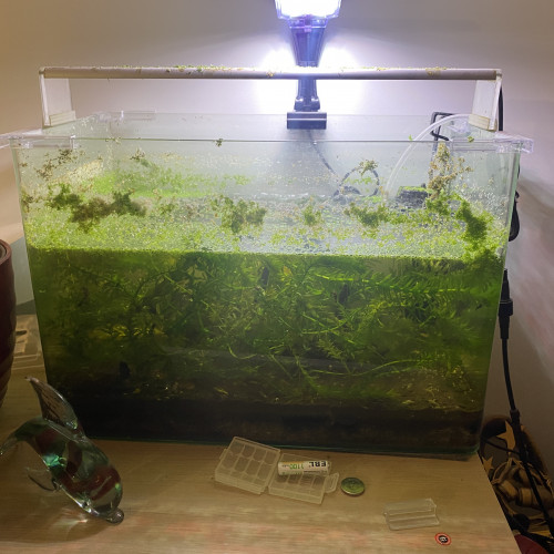 Aquarium de environs 30l avec deux bords arrondi