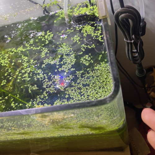 Aquarium de environs 30l avec deux bords arrondi