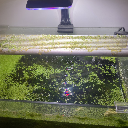 Aquarium de environs 30l avec deux bords arrondi