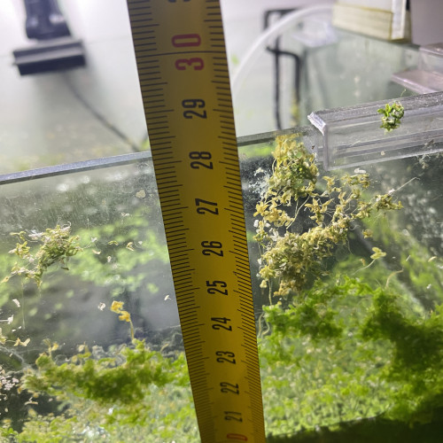 Aquarium de environs 30l avec deux bords arrondi