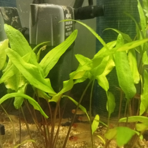 Don ou échange cryptocoryne