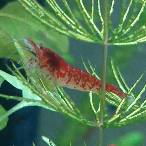 Neocaridina Davidi Red Cherry.