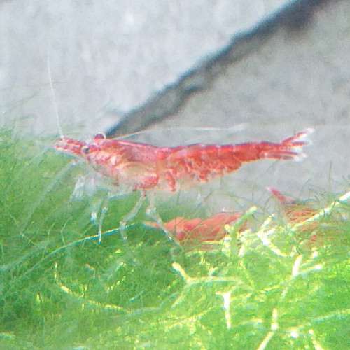 Neocaridina Davidi Red Cherry.