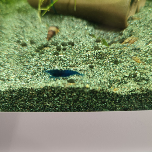Crevettes juvéniles blue velvet