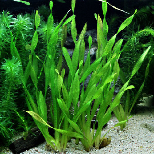 Vallisneria