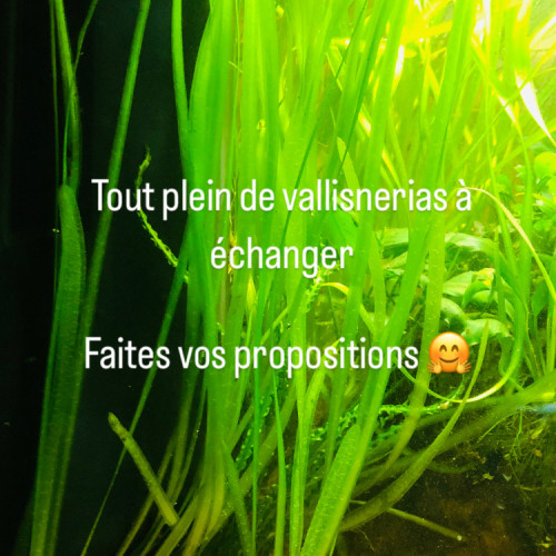 Vallisneria