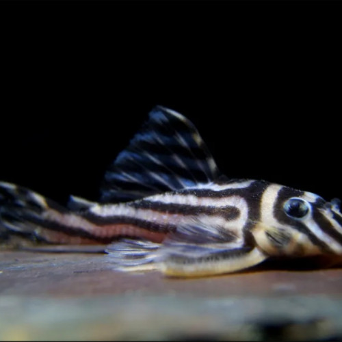 Hypancistrus zebra L46