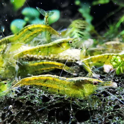 Crevettes Green Jade