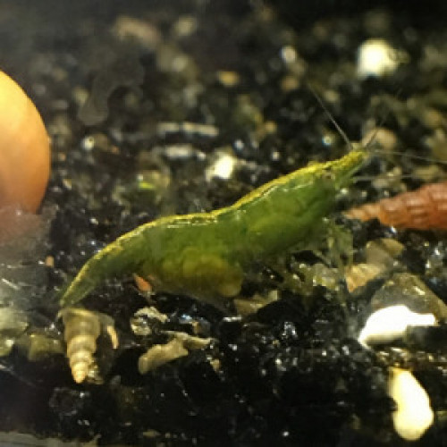 Crevettes Green Jade