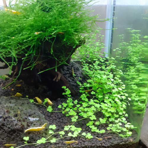 Hydrocotyle tripartita