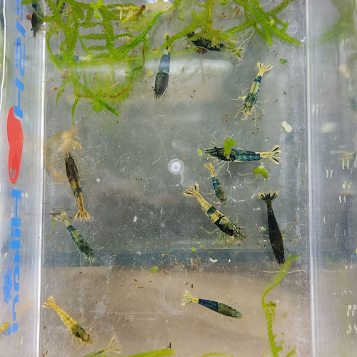 caridina crazy blue Normandie