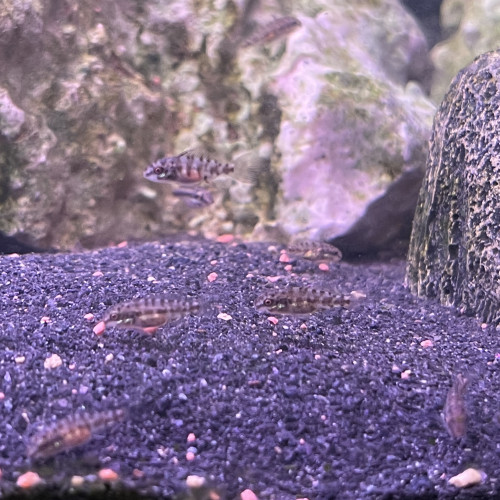 Pelvicachromis Pulcher