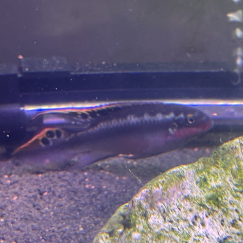 Pelvicachromis Pulcher